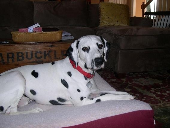 baxter