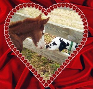 bonnie and horse