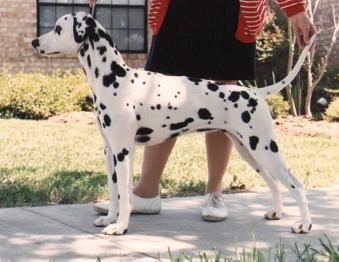 Cici