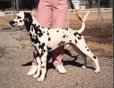 Corky