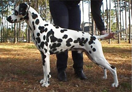 Diesel