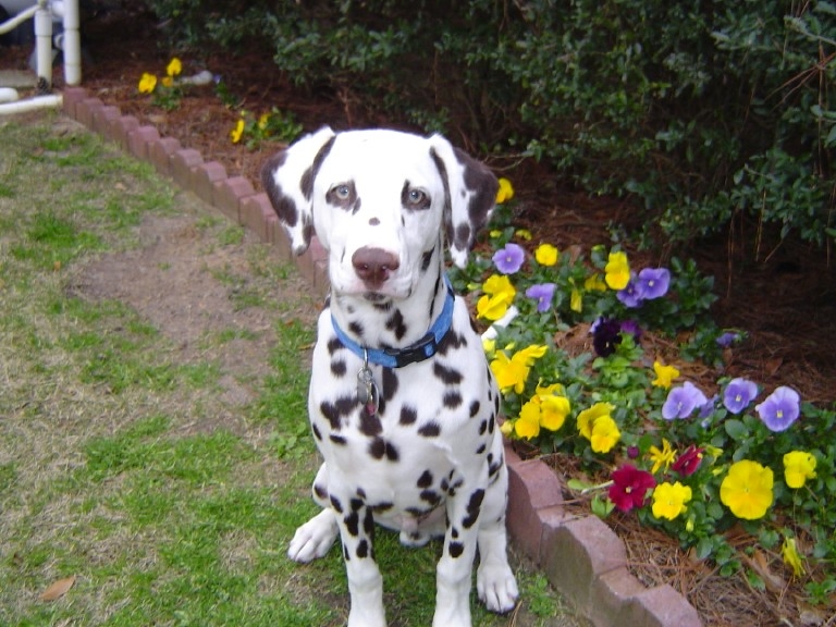 jack