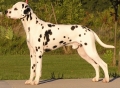 Otto