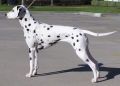 sam